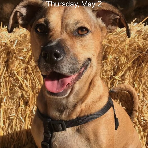 Meet your Posher, Kylie - Picture 1 of 1